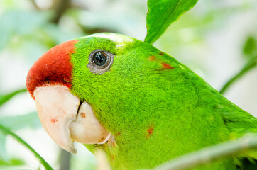 green parrot portrait