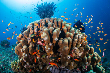Colorful, healthy coral reef in Thailand's Similan Islands