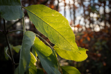 Green leaf in Devil's grove, Prague, Czech republic