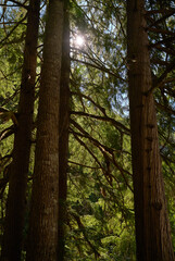 Pacific Northwest Tall Trees in Forest. Tall trees in a lush temperate rainforest of the Pacific Northwest.

