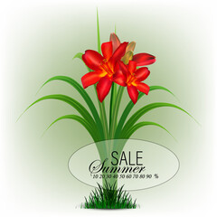 Hello summer, Vector illustration of daylily with red delicate flowers and green leaves