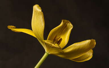 Yellow tulip on a black background