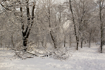Wintery day scene on white snowy trees into city park with sun light 