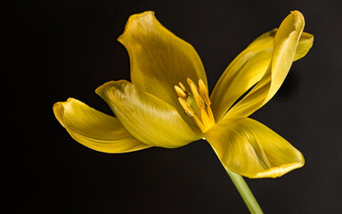 Yellow tulip close up on a black background