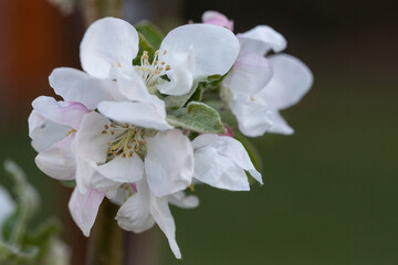 Opened apple blossom