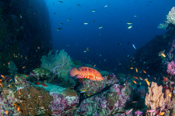 Fototapeta na wymiar Colorful, healthy coral reef in Thailand's Similan Islands