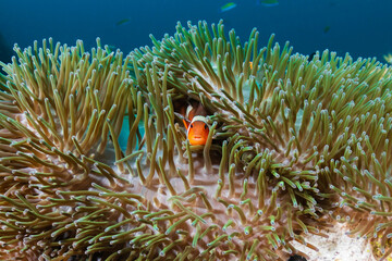 Shy Clownfish in the tentacles of its home anemone on a tropical reef