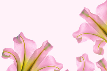 Bright lily flowers isolated on white background.