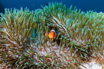 Naklejka na ściany i meble Cute Clownfish in its home anemone on a coral reef in the Andaman Sea
