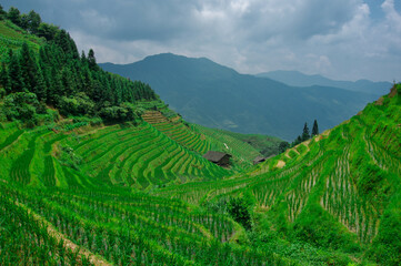 Fototapeta premium Longji Rice Terraces, China. Rice fields in China. 
