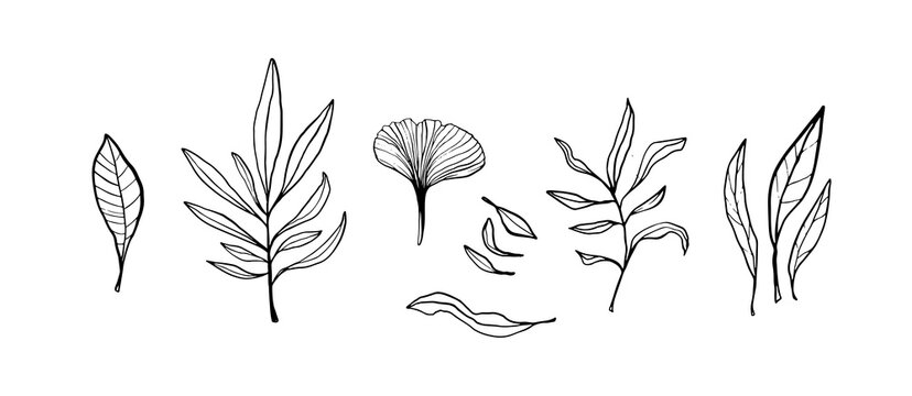 Vector set of linear sketches of cute flowers for decoration of wedding cards and greeting letters, invitations. Thin lines, black and white. Poppy, botanical sketches, doodle flowers, gingo leaf