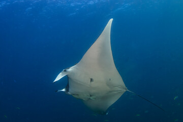 Giant Oceanic Manta Ray (Manta birostris) with attached Remora swimming in a clear blue ocean