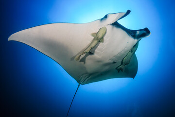 Giant Oceanic Manta Ray (Manta birostris) with attached Remora swimming in a clear blue ocean