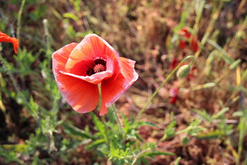poppy flower