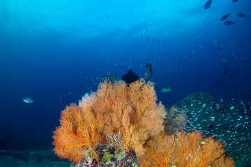 Fototapeta na wymiar Beautiful corals and colorful tropical fish on a coral reef in the Andaman Sea
