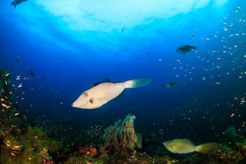 Scrawled Filefish on a healthy, colorful tropical coral reef