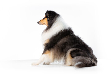 Scottish Collie on a white background looking to the left