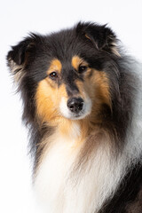 Close up of a Scottish Collie dog head looking straight at the camera