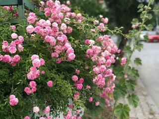 Obraz premium beautiful trees with flowes