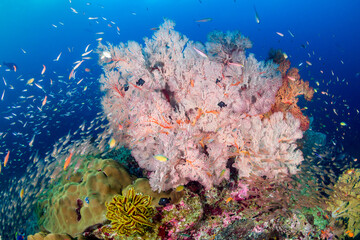 Schools of colorful tropical fish swimming around corals on a tropical reef in Asia