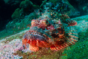 Fototapeta na wymiar Venomous Scorpionfish on the sea floor near a coral reef