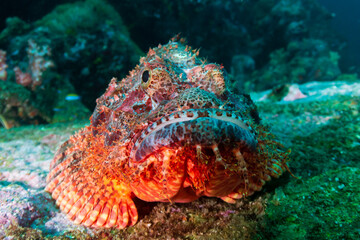 Venomous Scorpionfish on the sea floor near a coral reef