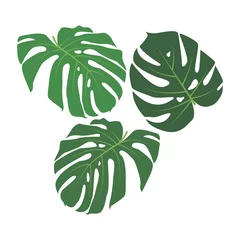 Tapeten Monstera Set of exotic tropical leaves. Monstera Deliciosa plant. Isolated on white background. Flat style. Hand drawn vector elements for cards, posters, flyers, stickers, textile, invitations, web design.