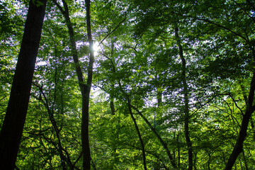 sun rays through the forest