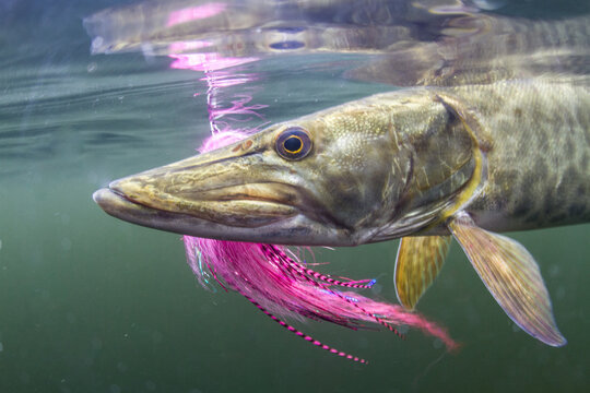 Underwater fly fishing muskie