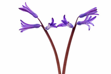 Violet flowers of hyacinth, isolated on white background