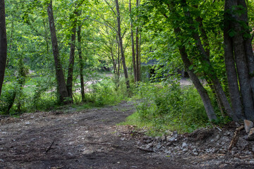 path in the forest