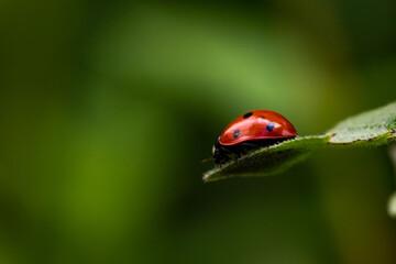 Insekten