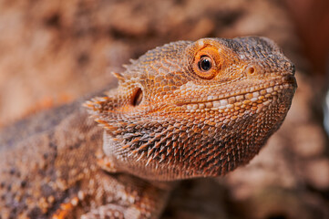 male bearded dragon (Bartagame) portrait photo, looking into camera
