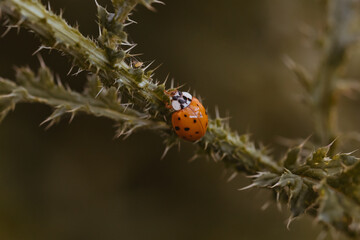 Tiere