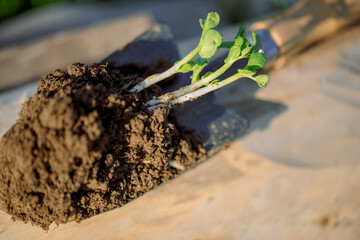 work of the farmer in infield.Planting vegetables.young seedling Close up Working in vegetable garden. Metal spade. Agriculture. Farming .Root and sprout macro