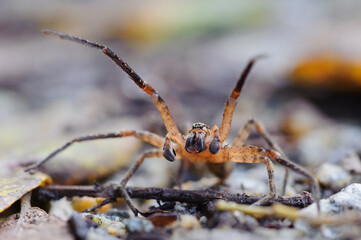 macro of a spider