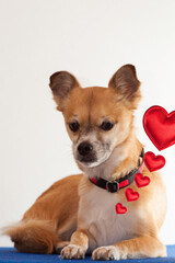 chihuahua with hearts of happiness text space