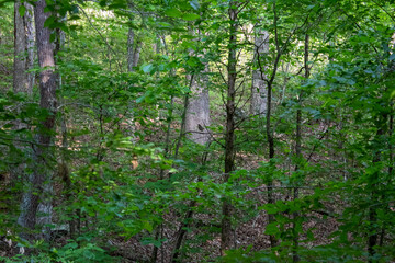 tree in the woods