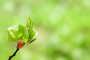 Young spring bud on a branch, beautiful card. blurred green bokeh background. concept of growth, dawn, awakening. Life revival concept, horizontal photo
