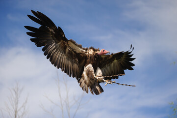 vulture in flight