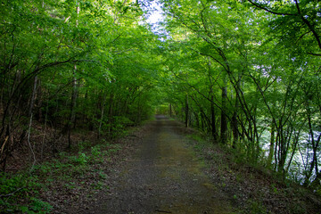 footpath in the woods