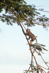 Monkey climbing on a tropical tree