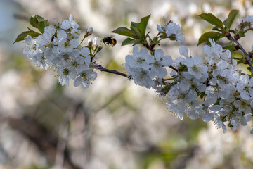 Bumblebee approaches a branch of a blooming sour cherry tree in spring
