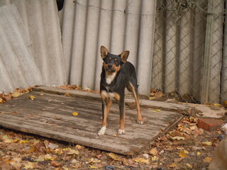 cute dog