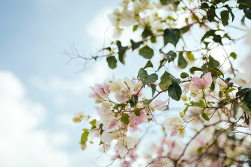 Soft and elegant blooming tree branch