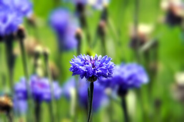 Kornblume
