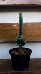 pequeno cacto em vazo