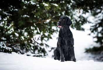 dog in snow