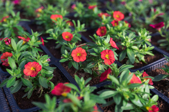 Growing calibrachoa plants in flower pots in greenhouse