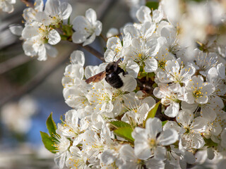 Carpenter bee feeds on sour cherry blossoms in spring
